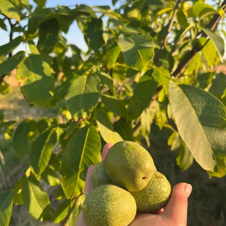 公寓式酒店 Wally 普图伊