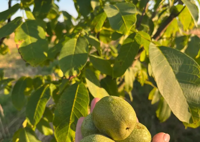 Apartmanhotel Wally Potony